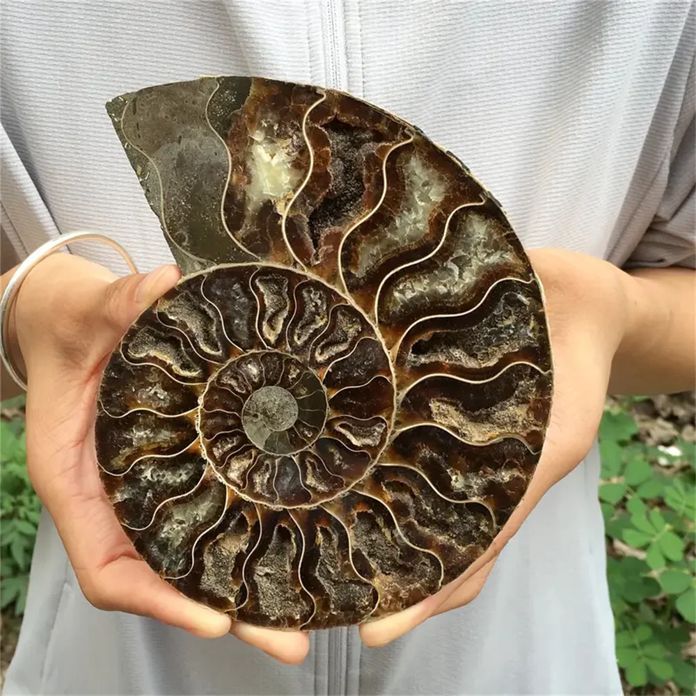 Stunning Rare Ammonite Crystal Slice Bohemian Style Natural Stone Decor
