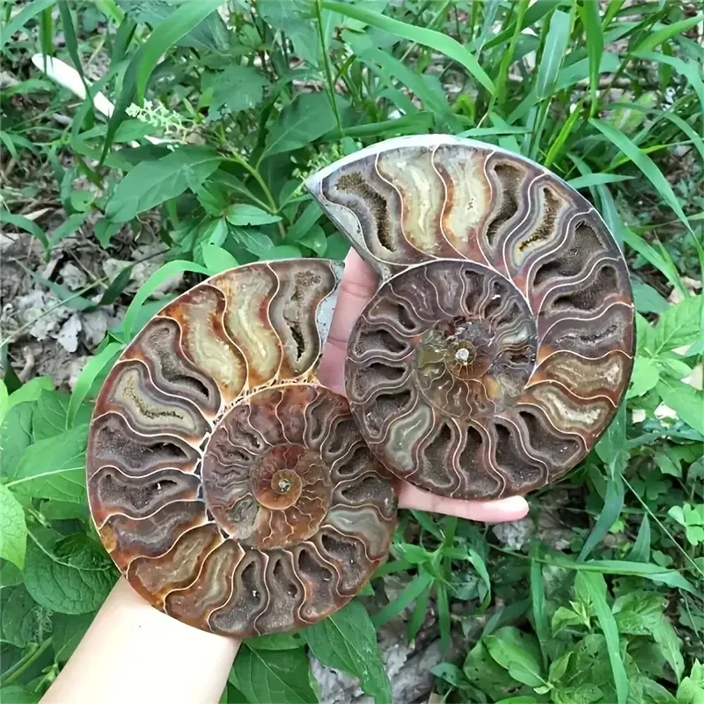 Stunning Rare Ammonite Crystal Slice Bohemian Style Natural Stone Decor