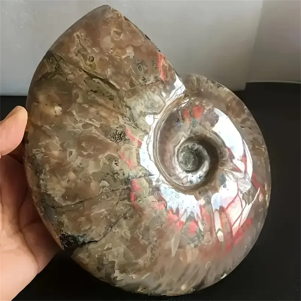 Stunning Rare Ammonite Crystal Slice Bohemian Style Natural Stone Decor