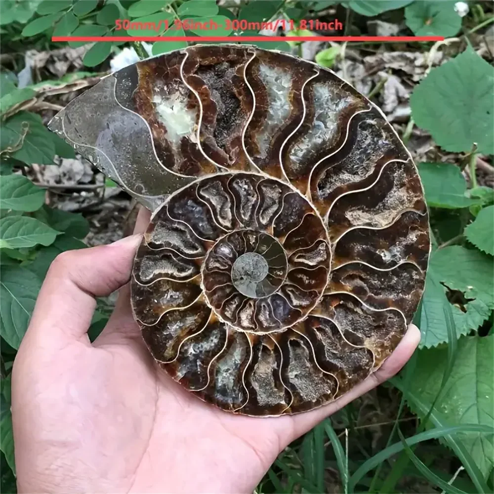 Stunning Rare Ammonite Crystal Slice Bohemian Style Natural Stone Decor