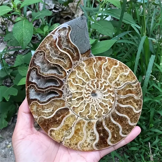 Stunning Rare Ammonite Crystal Slice Bohemian Style Natural Stone Decor