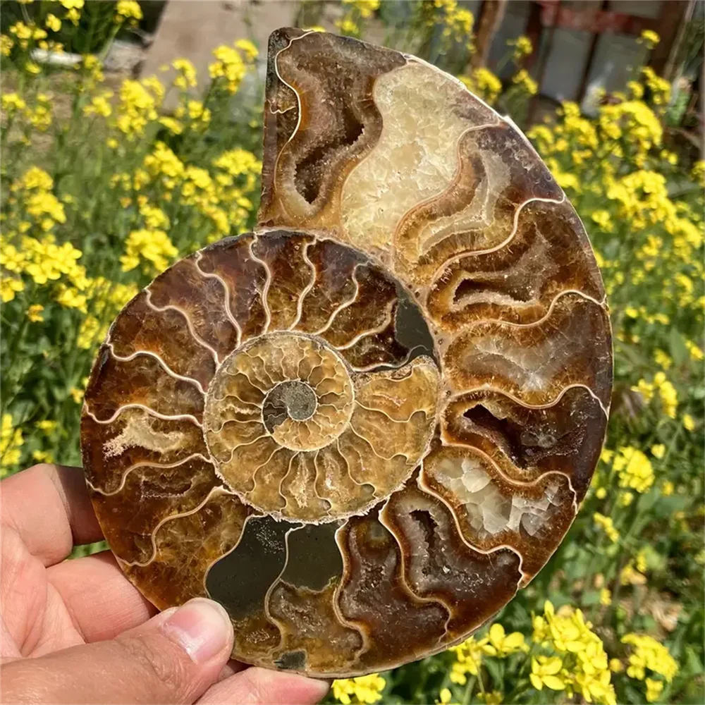 Stunning Rare Ammonite Crystal Slice Bohemian Style Natural Stone Decor