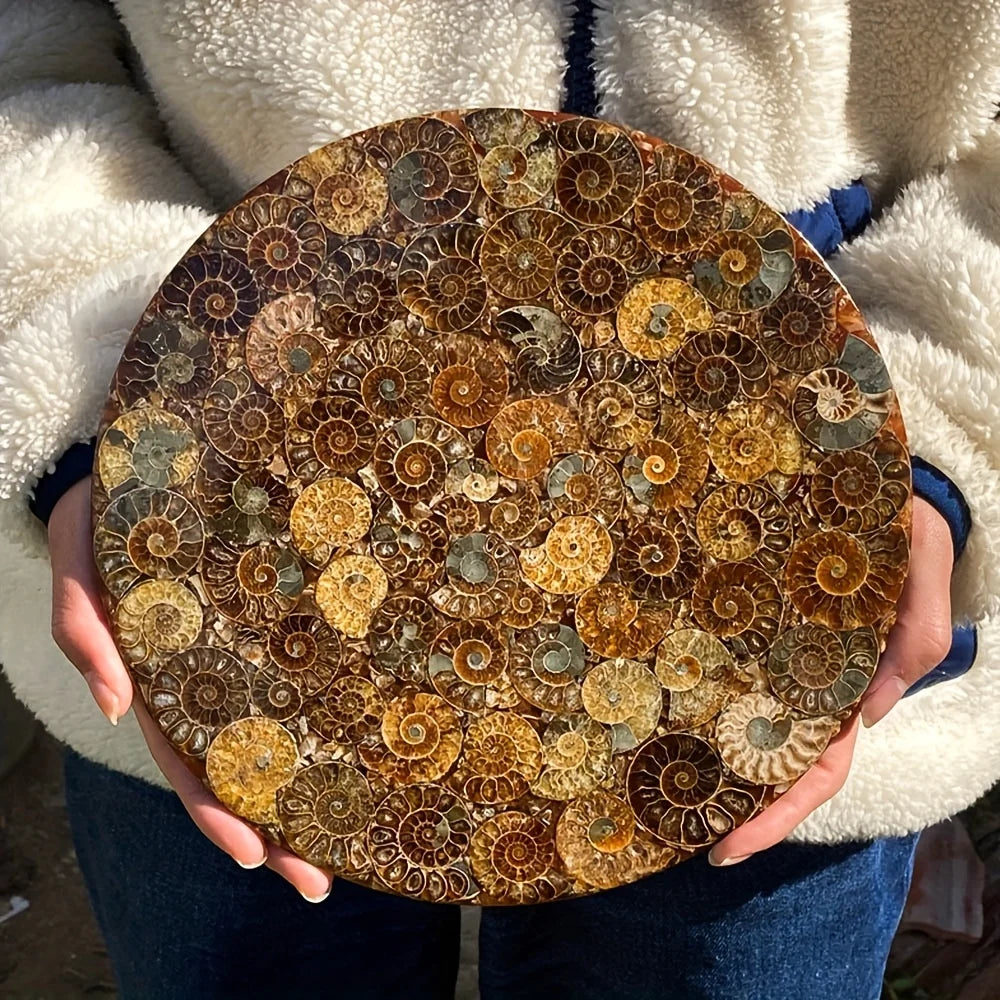 Natural Conch Fossil Disc Decoration Bohemian Handcrafted Crystal Art